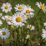 daisies, flowers, bloom