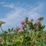 klee, red clover, plant